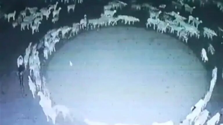 Chinese sheep have been observed to circle each other, according to a scientist