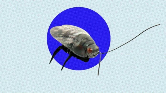 unicorns & cockroaches starts as investors