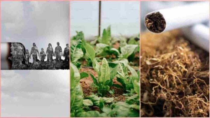 Tobacco