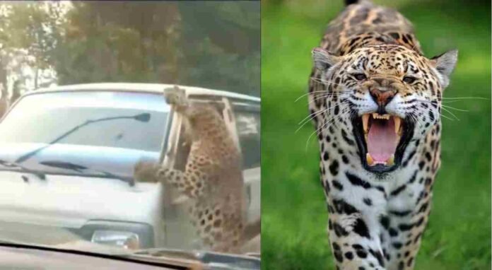 Video Of Leopard Attack In Mumbai