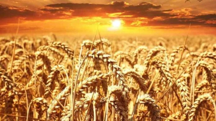 wheat