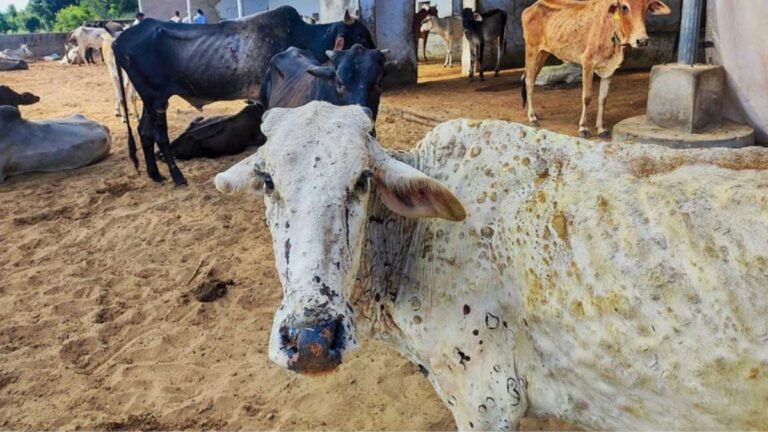 Crisis in Meghalaya: Lumpy Skin Disease Ravages Cattle, Leaving 8,000 Affected