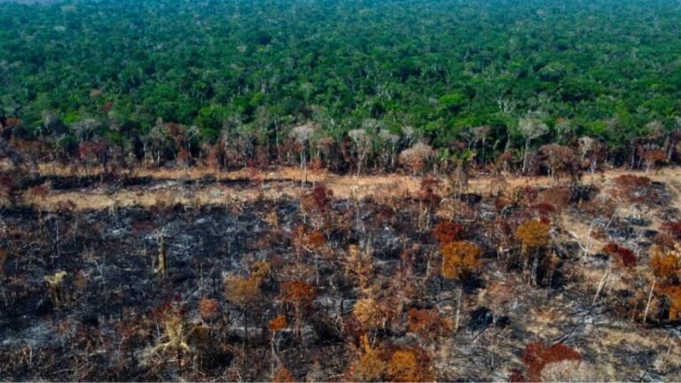 Tropical Forest area as big as a football pitch lost every 5 seconds WRI’s report warns