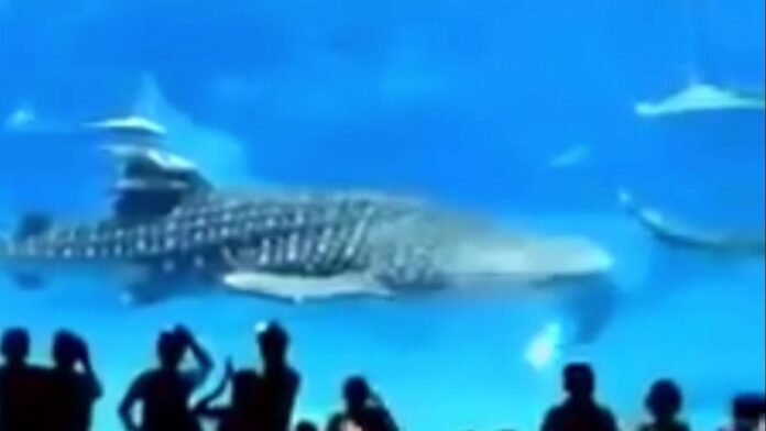 HUGE FISH