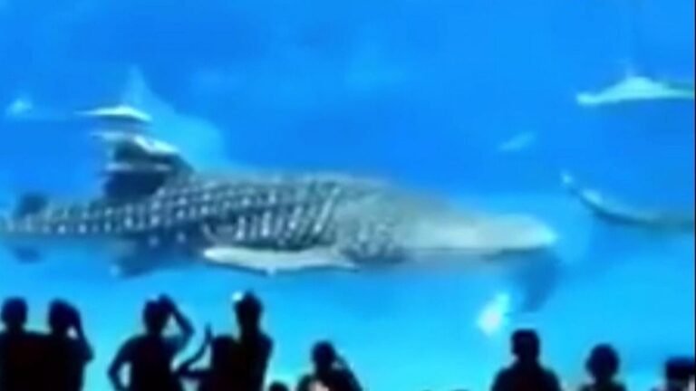 Huge Fish Died Because Of Camera Flash, Video Will Leave You Horrified