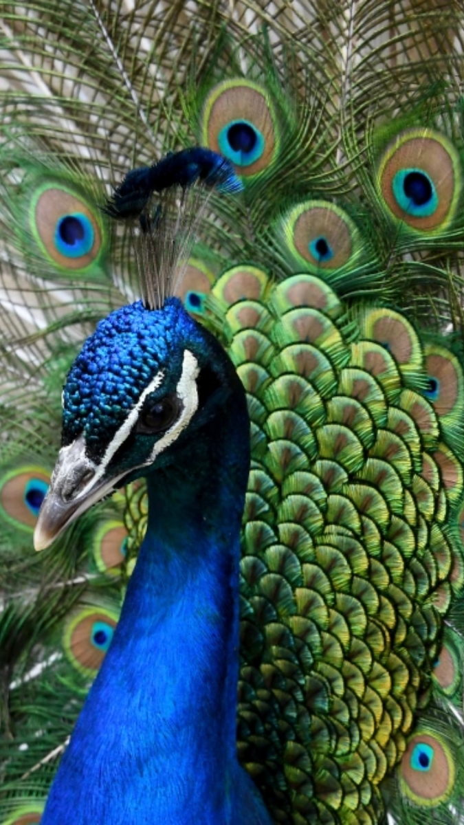 The Peacock Feather: A Symbol of Good Luck and Protection. - Times Applaud