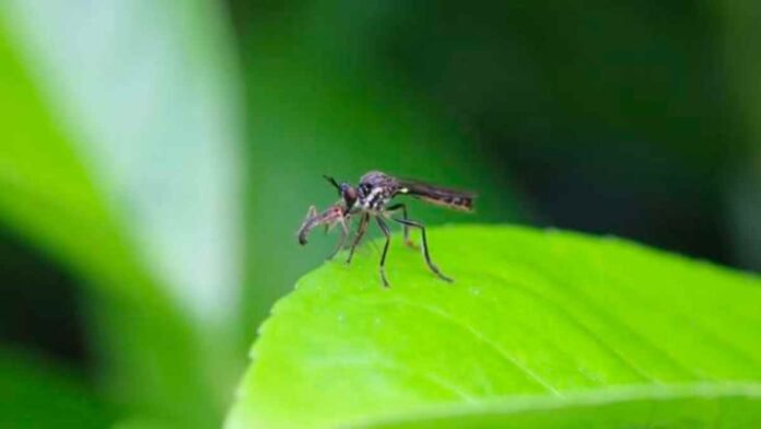 Dengue