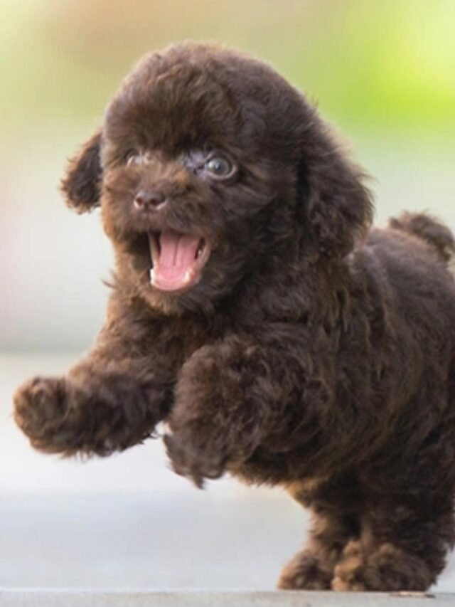 5 Low-Maintenance Dogs That Are Perfect for Busy People. - Times Applaud - Low Maintenance Small Dogs Easy To Handle
