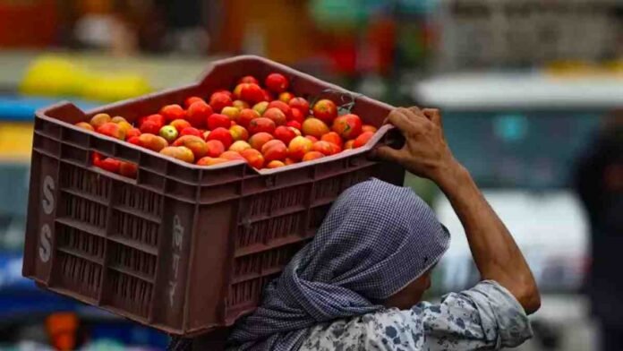 tomato