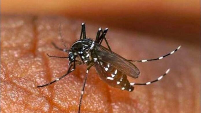 Japanese Encephalitis