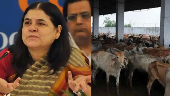 Maneka Gandhi