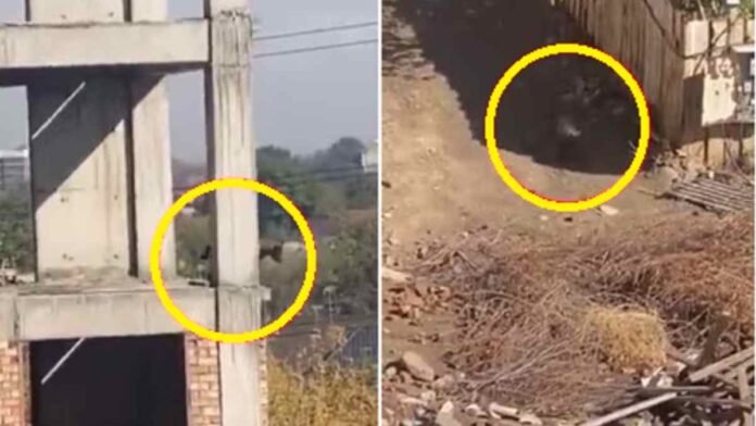 Dog Jumps From The 5th Floor Of A Building