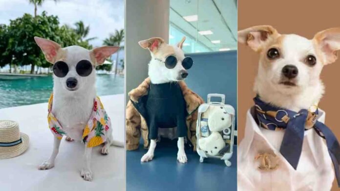 Chihuahüa