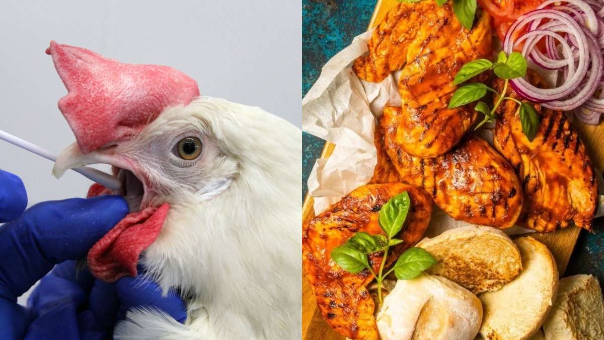 Foods To Eat And Avoid, Safety Precautions And More In Bird Flu - Times 