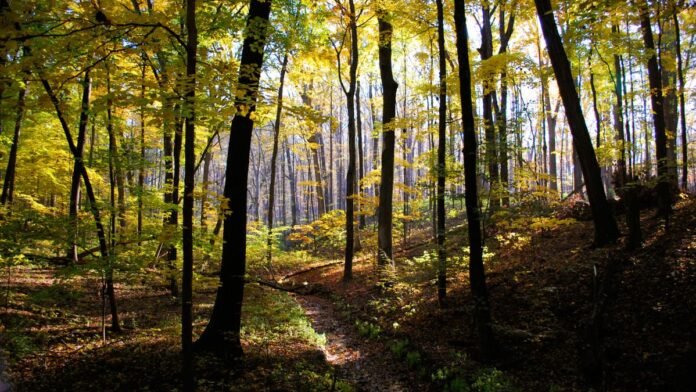 Forests to Visit in India during Monsoons