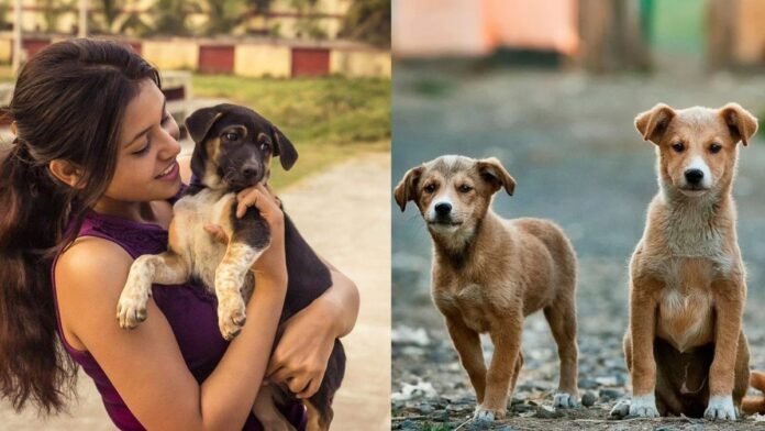Adopt a stray dog