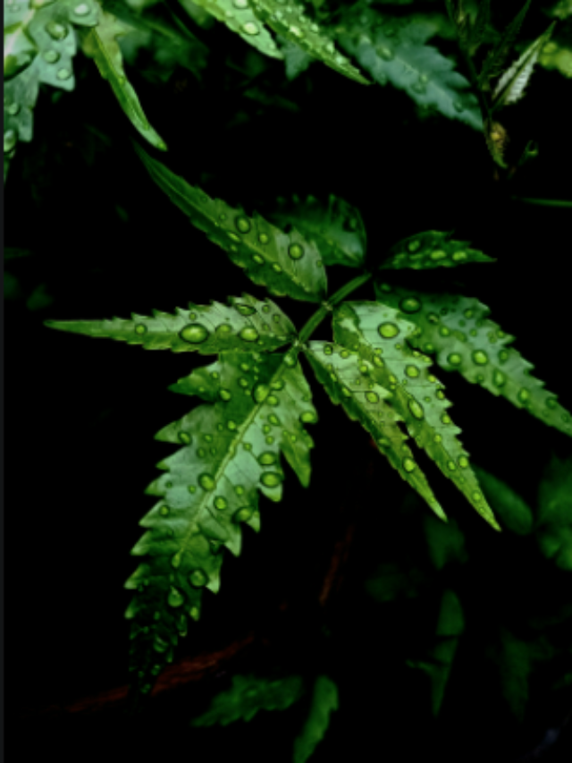 Screenshot 2024-08-15 105847