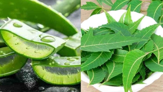 Aloe Vera and Neem