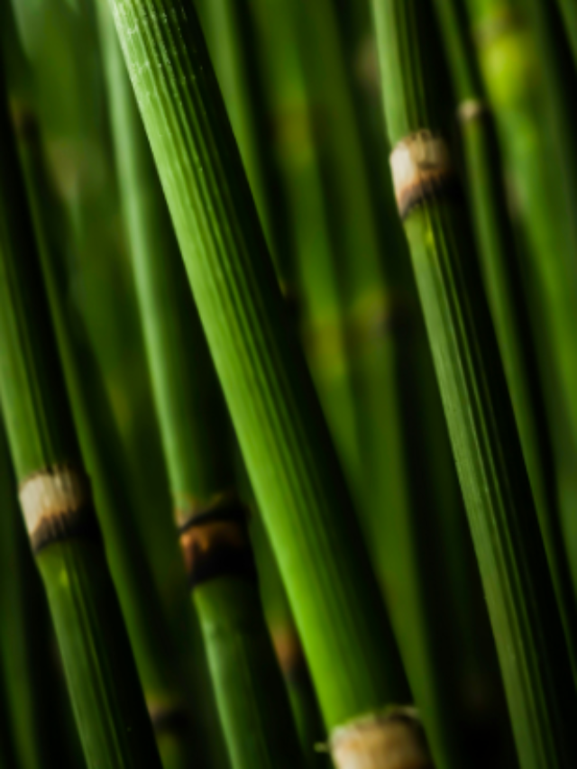 Vastu Benefits of Bamboo Plants for Wealth and Harmony