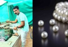 From Bookseller to Pearl Farming Success: How a YouTube Mistake Earned a Rajasthan Man Rs 15 Lakh