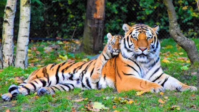 Global Tiger Day 2025