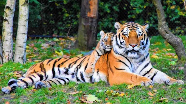 Celebrate Global Tiger Day 2025: 6 Must-Visit Tiger Reserves in India