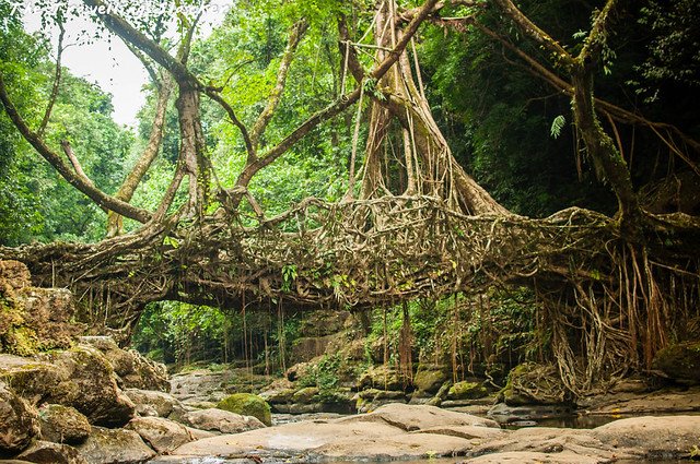 Meghalayas-Living-Root-Bridges.jpg