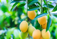 No Orchard Needed! Rent A Mango Tree And Enjoy A Season’s Harvest At Home