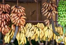 Here Is Why This City Is Known As The Banana Capital Of India